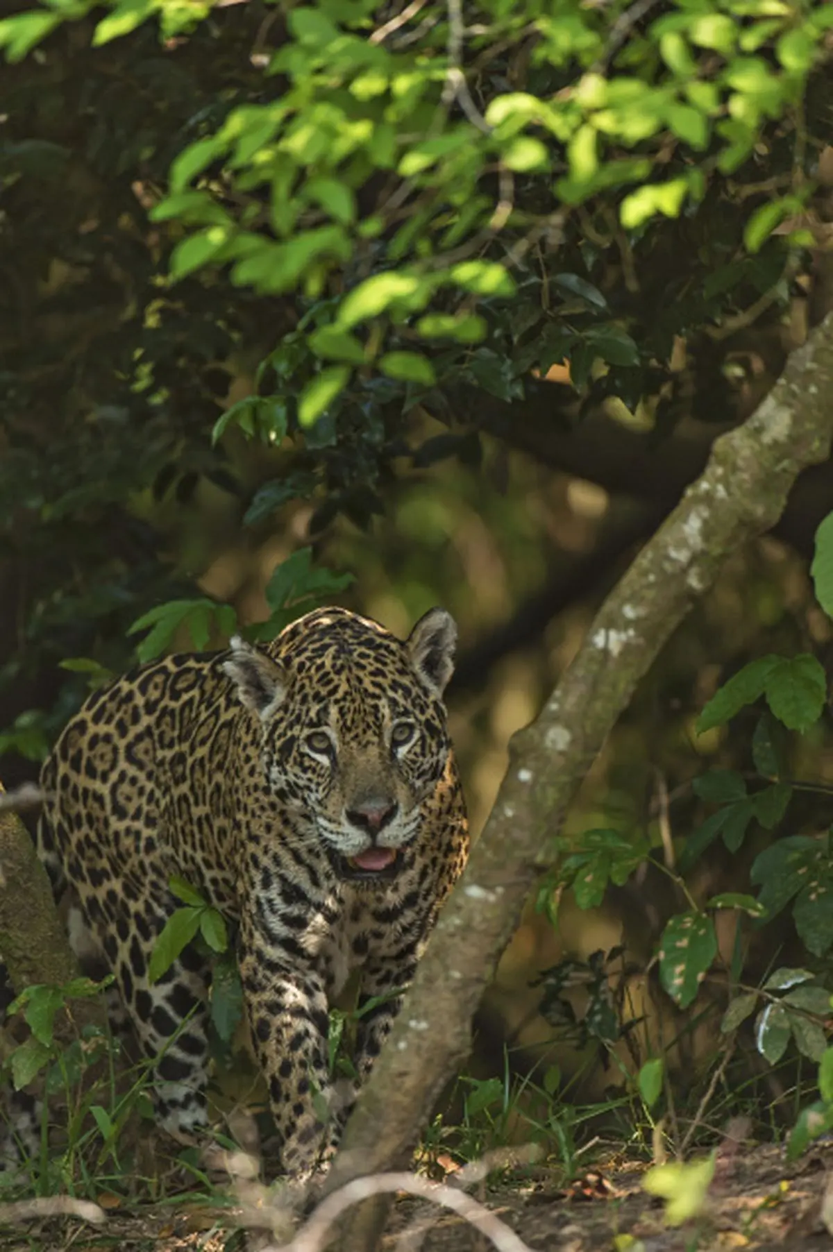 The jaguar in the wetlands of Brazil Frontline